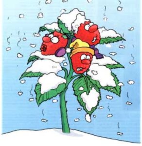 How Global Warming is Affecting Garden Produce Image